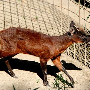 little red brocket (Mazama rufina)