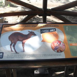 little red brocket (Mazama rufina) sign