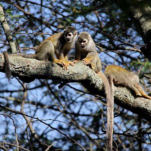 Humboldt's squirrel monkey (Saimiri cassiquiarensis)