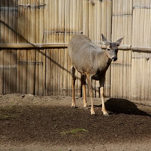 White-tailed Deer (Odocoileus virginianus peruvianus)