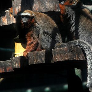 white-tailed titi (Plecturocebus discolor) aka (Callicebus discolor)