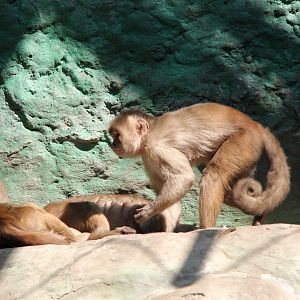 Marañón white-fronted capuchin or Peruvian white-fronted capuchin (Cebus yuracus)