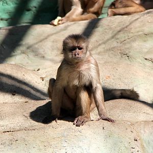 Marañón white-fronted capuchin or Peruvian white-fronted capuchin (Cebus yuracus)