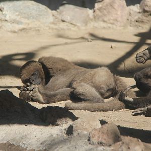 woolly monkey (Lagrothrix sp) Species ID?