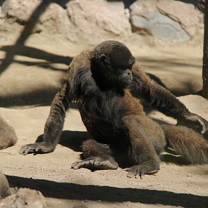 common woolly monkey (Lagothrix lagothricha)