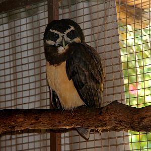 spectacled owl (Pulsatrix perspicillata)