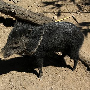 collared peccary (Pecari tajacu)