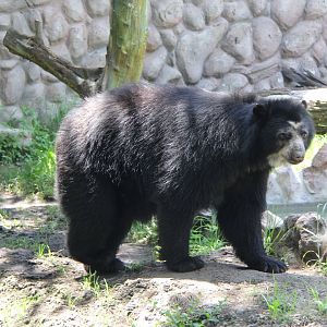 spectacled bear (Tremarctos ornatus)