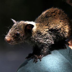 Guayaquil squirrel (Sciurus stramineus)