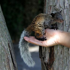 Guayaquil squirrel (Sciurus stramineus)
