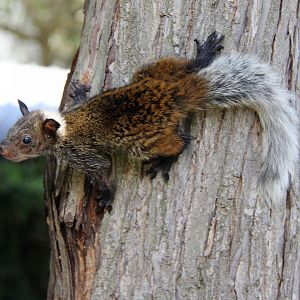 Guayaquil squirrel (Sciurus stramineus)