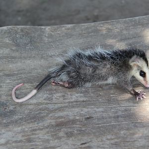 Andean white-eared opossum (Didelphis pernigra)