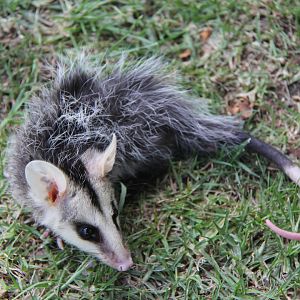 Andean white-eared opossum (Didelphis pernigra)