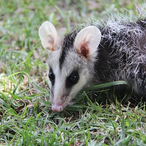 Andean white-eared opossum (Didelphis pernigra)