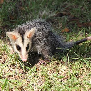 Andean white-eared opossum (Didelphis pernigra)