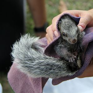 Guayaquil squirrel (Sciurus stramineus) gray form