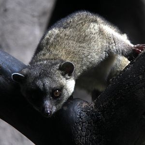 olinguito (Bassaricyon neblina)