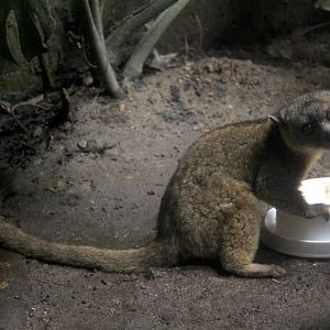 olinguito (Bassaricyon neblina)