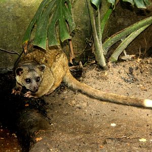 olinguito (Bassaricyon neblina)