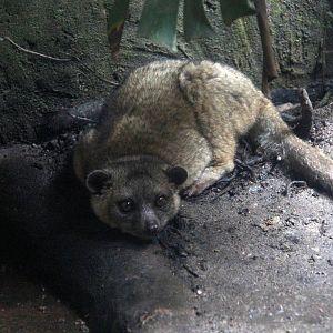 olinguito (Bassaricyon neblina)