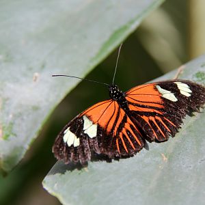 butterfly house