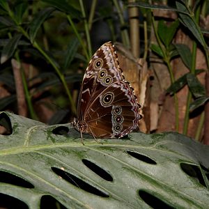 butterfly house