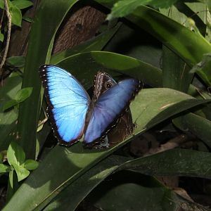 butterfly house
