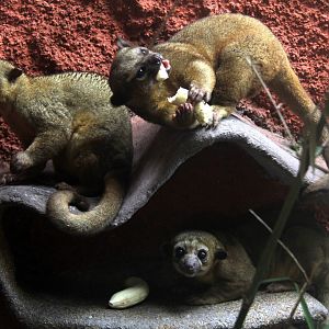 trio of  kinkajou (Potos flavus)