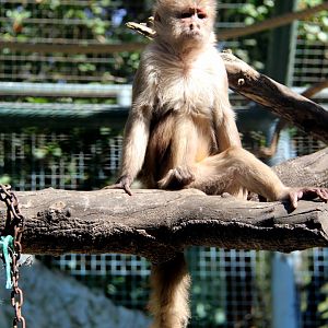 Marañón white-fronted capuchin or Peruvian white-fronted capuchin (Cebus yuracus)