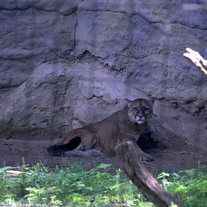 South American cougar (Puma concolor concolor)