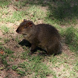 Central American agouti (Dasyprocta punctata) species ID?
