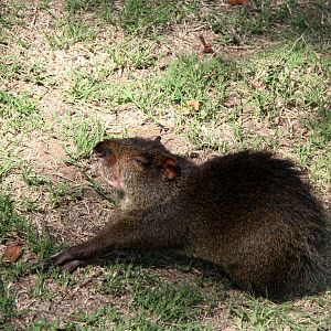 Central American agouti (Dasyprocta punctata) species ID?