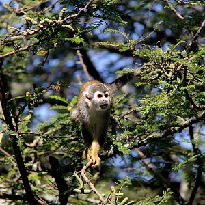 Humboldt's squirrel monkey (Saimiri cassiquiarensis)
