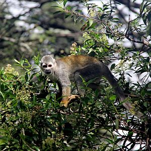 Humboldt's squirrel monkey (Saimiri cassiquiarensis)