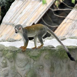 Humboldt's squirrel monkey (Saimiri cassiquiarensis)