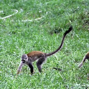 Humboldt's squirrel monkey (Saimiri cassiquiarensis)
