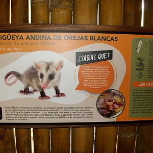 Andean white-eared opossum (Didelphis pernigra) sign