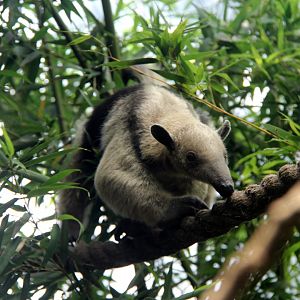 southern tamandua (Tamandua tetradactyla quichua)