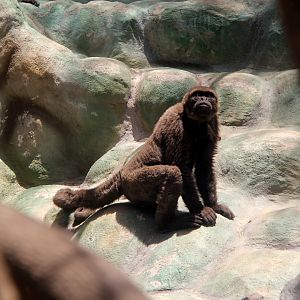 woolly monkey (Lagrothrix sp) Species ID?