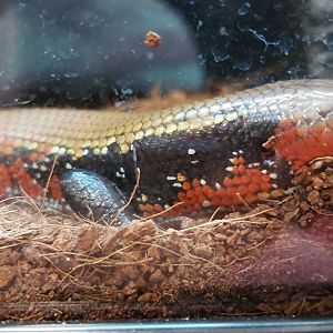 African Fire Skink