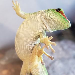 Giant Day Gecko