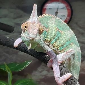 Veiled Chameleon