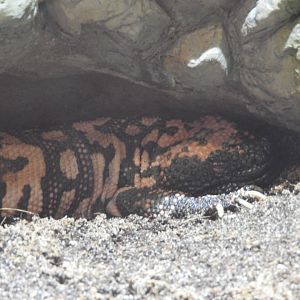 Gila Monster