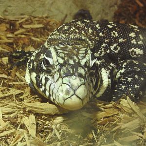 Argentine Tegu