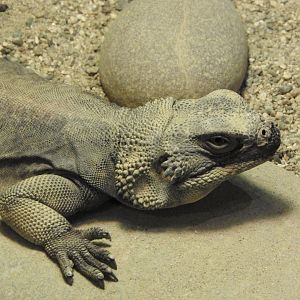 Chuckwalla