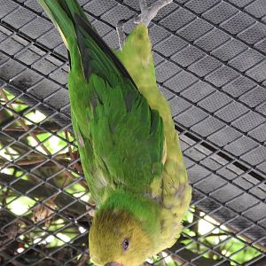 Olive-headed Lorikeet