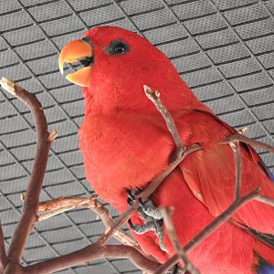 Red Lory