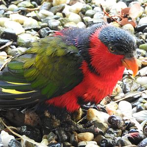 Black-capped Lory
