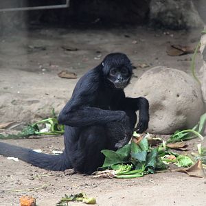 black-headed spider monkey (Ateles fusciceps)
