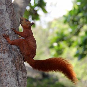 red-tailed squirrel (Notosciurus granatensis)